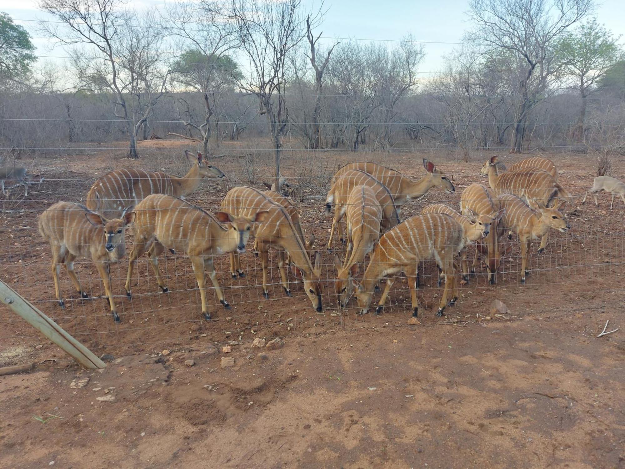 Call Of The Wild Lodge Hoedspruit Exterior foto